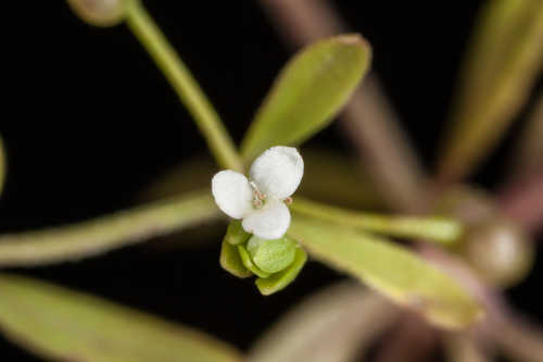 Galium tinctorium #8